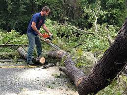 Best Storm Damage Tree Cleanup  in Thorp, WI