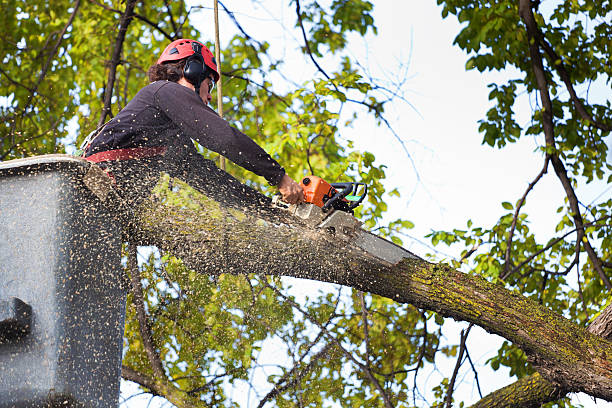 Best Tree Health Inspection  in Thorp, WI